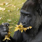 gorilla_eating